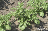 Potato (Solanum tuberosum)