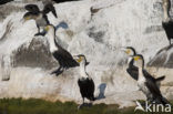 Long-tailed Cormorant (Phalacrocorax africanus)