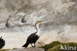 Long-tailed Cormorant (Phalacrocorax africanus)