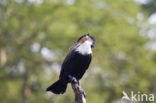 Long-tailed Cormorant (Phalacrocorax africanus)