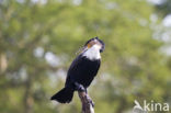 Afrikaanse Aalscholver (Phalacrocorax africanus)