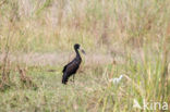 Afrikaanse gaper (Anastomus lamelligerus)