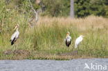 Yellow-billed stork (Mycteria ibis)
