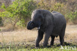 Afrikaanse olifant (Loxodonta africana) 