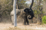 Afrikaanse olifant (Loxodonta africana) 