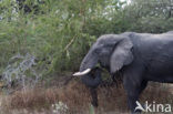 African elephant (Loxodonta africana) 