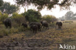 African elephant (Loxodonta africana) 