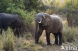 African elephant (Loxodonta africana) 