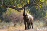 Afrikaanse olifant (Loxodonta africana) 