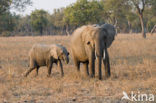 African elephant (Loxodonta africana) 