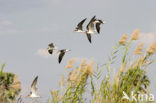 Afrikaanse Schaarbek (Rynchops flavirostris) 