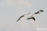 African Skimmer (Rynchops flavirostris) 