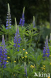 Nootka lupine (Lupinus nootkatensis)