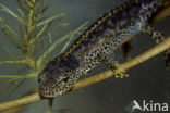 Alpine Newt (Ichthyosaura alpestris)