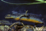 Alpine Newt (Ichthyosaura alpestris)