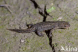 Alpine Newt (Ichthyosaura alpestris)