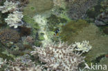 Anemonefish (Amphiprion spec)