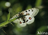 Apollovlinder (Parnassius apollo) 