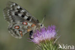 Apollo (Parnassius apollo) 