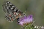 Apollovlinder (Parnassius apollo) 