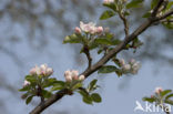 Apple (Malus domesticus)