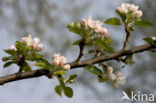 Apple (Malus domesticus)