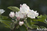 Apple (Malus domesticus)