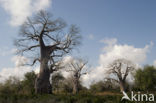 Baobab