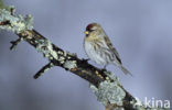 Common Redpoll (Carduelis flammea)