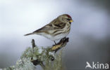 Common Redpoll (Carduelis flammea)