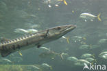 shortjawed barracuda (Sphyraena langsar)