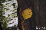 Birch (Betula)