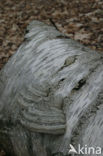 Berkenzwam (Piptoporus betulinus)