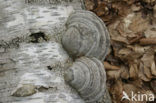 Berkenzwam (Piptoporus betulinus)