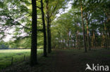 Beech (Fagus sylvatica)