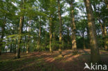 Beech (Fagus sylvatica)