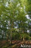 Beech (Fagus sylvatica)