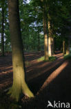 Beech (Fagus sylvatica)