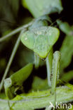 Praying mantis (Mantis sp.)