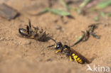 Beewolf (Philanthus triangulum)