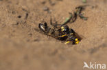 Bijenwolf (Philanthus triangulum)