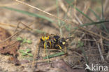 Bijenwolf (Philanthus triangulum)