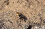 Beewolf (Philanthus triangulum)