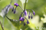 Bitterzoet (Solanum dulcamara)