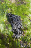 Bladder wrack (Fucus vesiculosus)