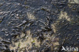 Bladder wrack (Fucus vesiculosus)