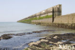 Bladder wrack (Fucus vesiculosus)