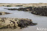 Bladder wrack (Fucus vesiculosus)