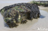 Bladder wrack (Fucus vesiculosus)