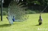 Blauwe pauw (Pavo cristatus)
